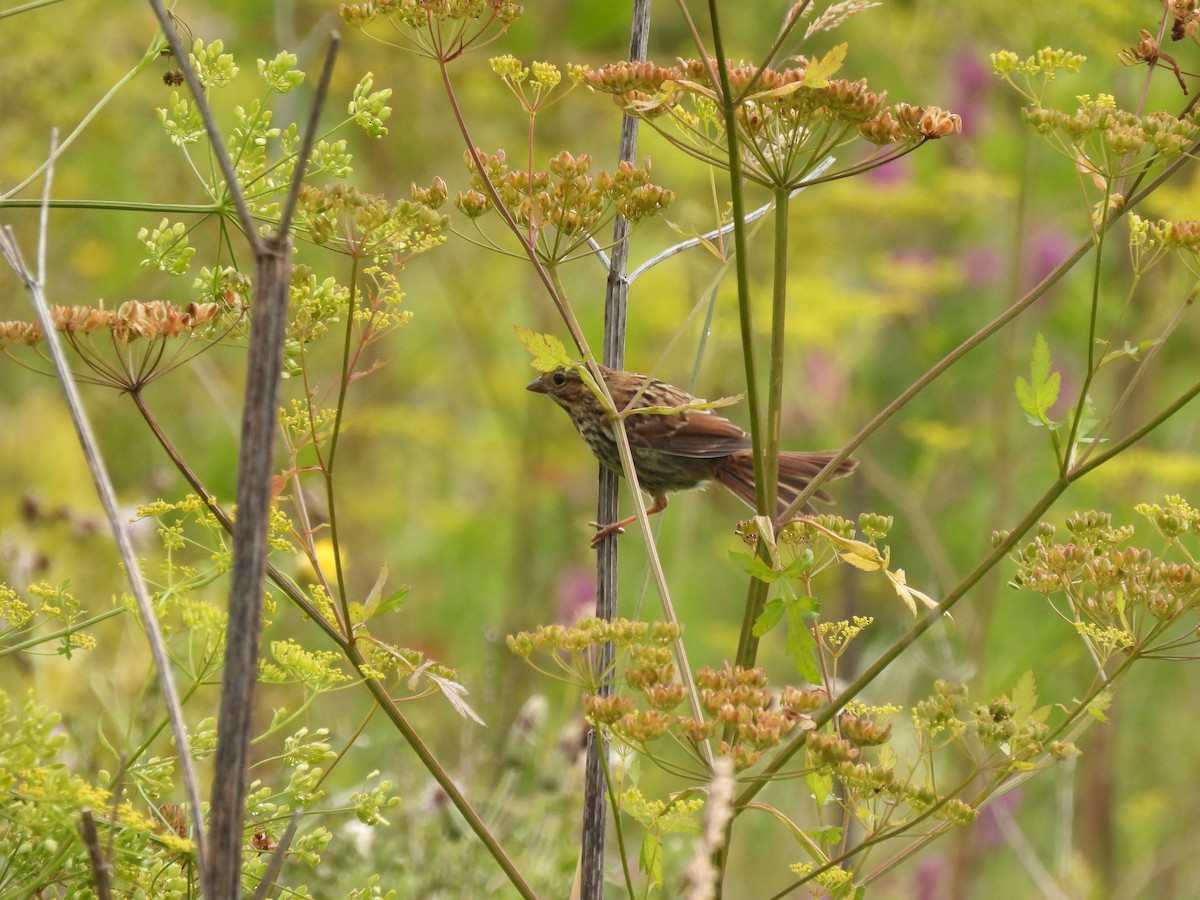 Song Sparrow - ML640442484
