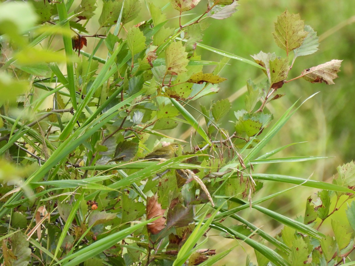Tennessee Warbler - ML640442564