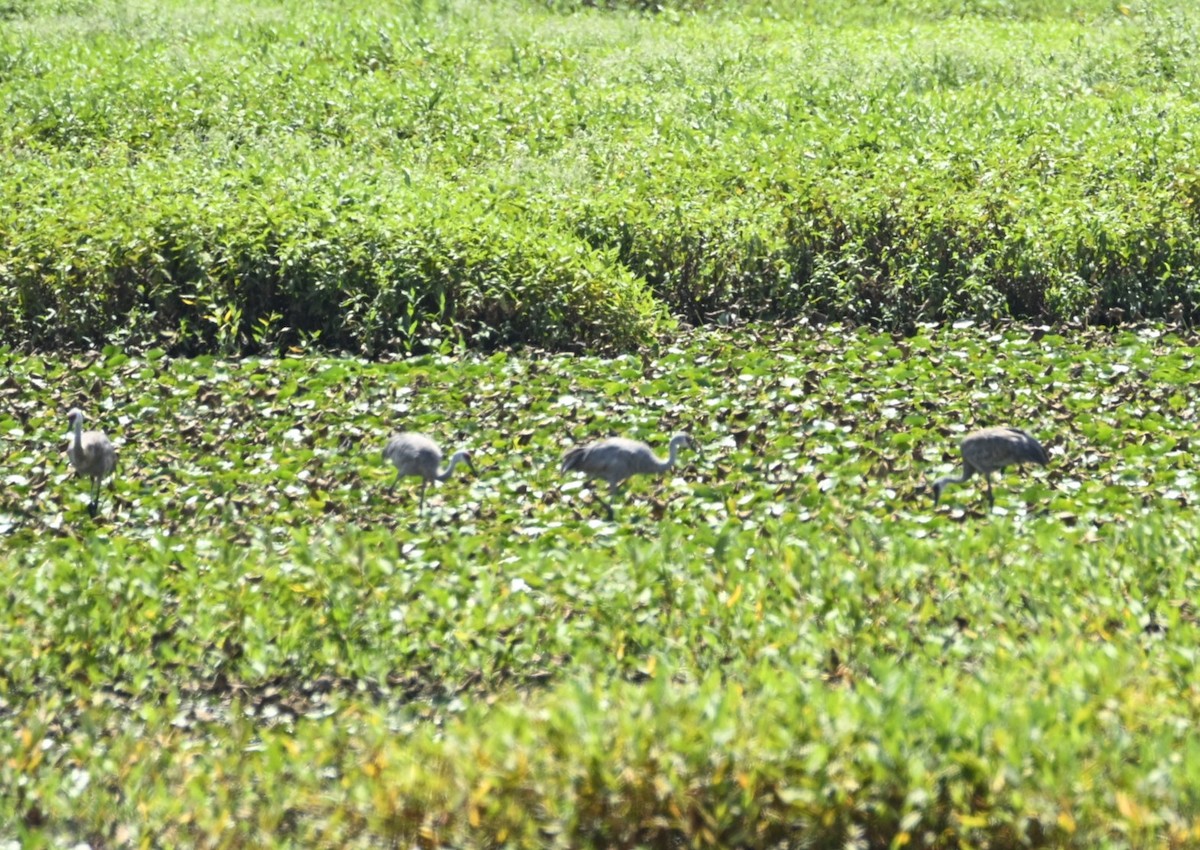 Sandhill Crane - ML640442584