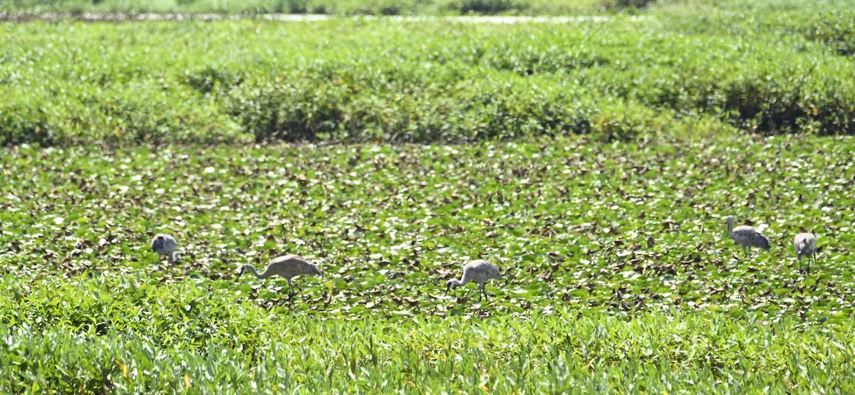 Sandhill Crane - ML640442585