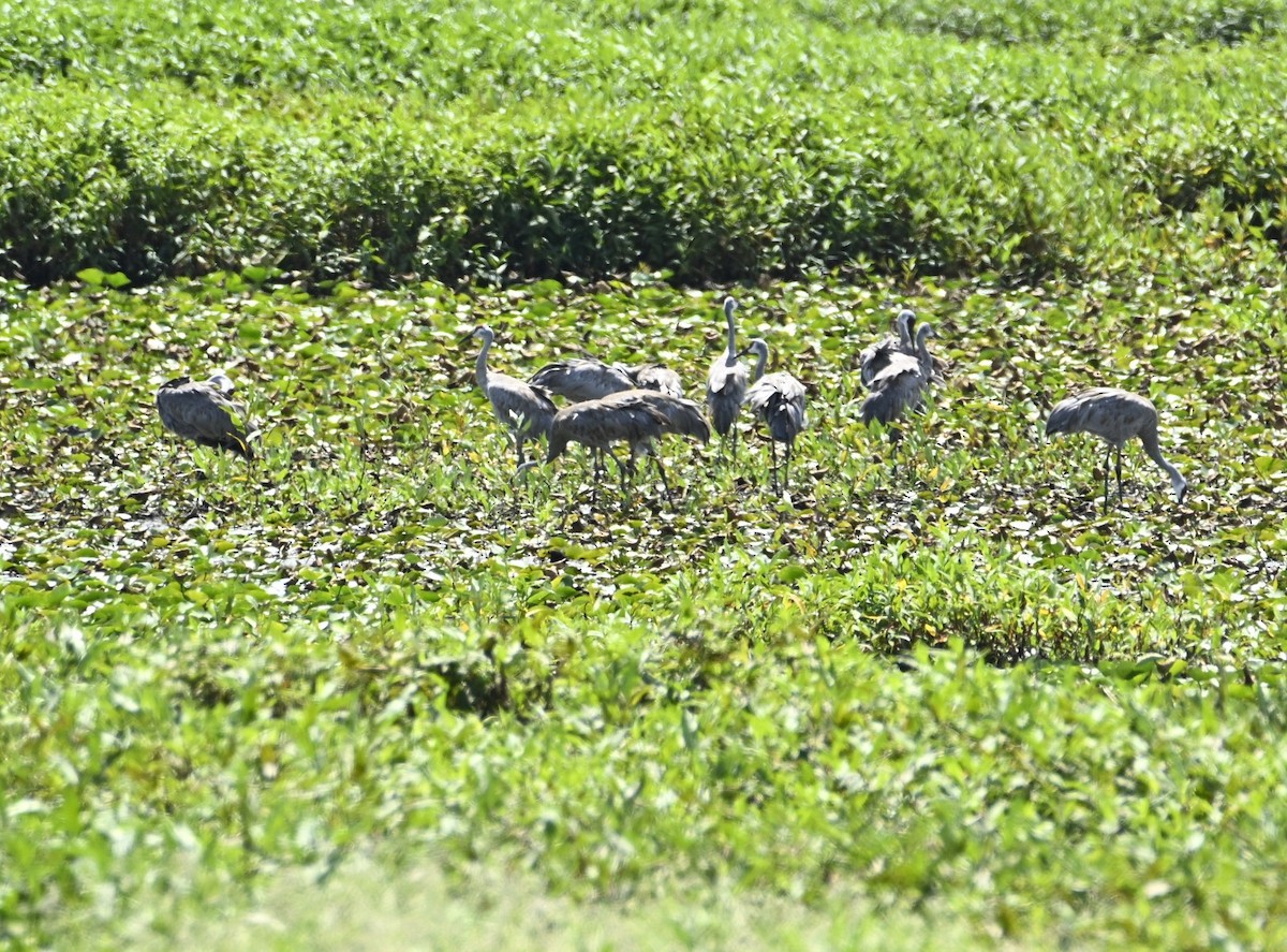 Sandhill Crane - ML640442586