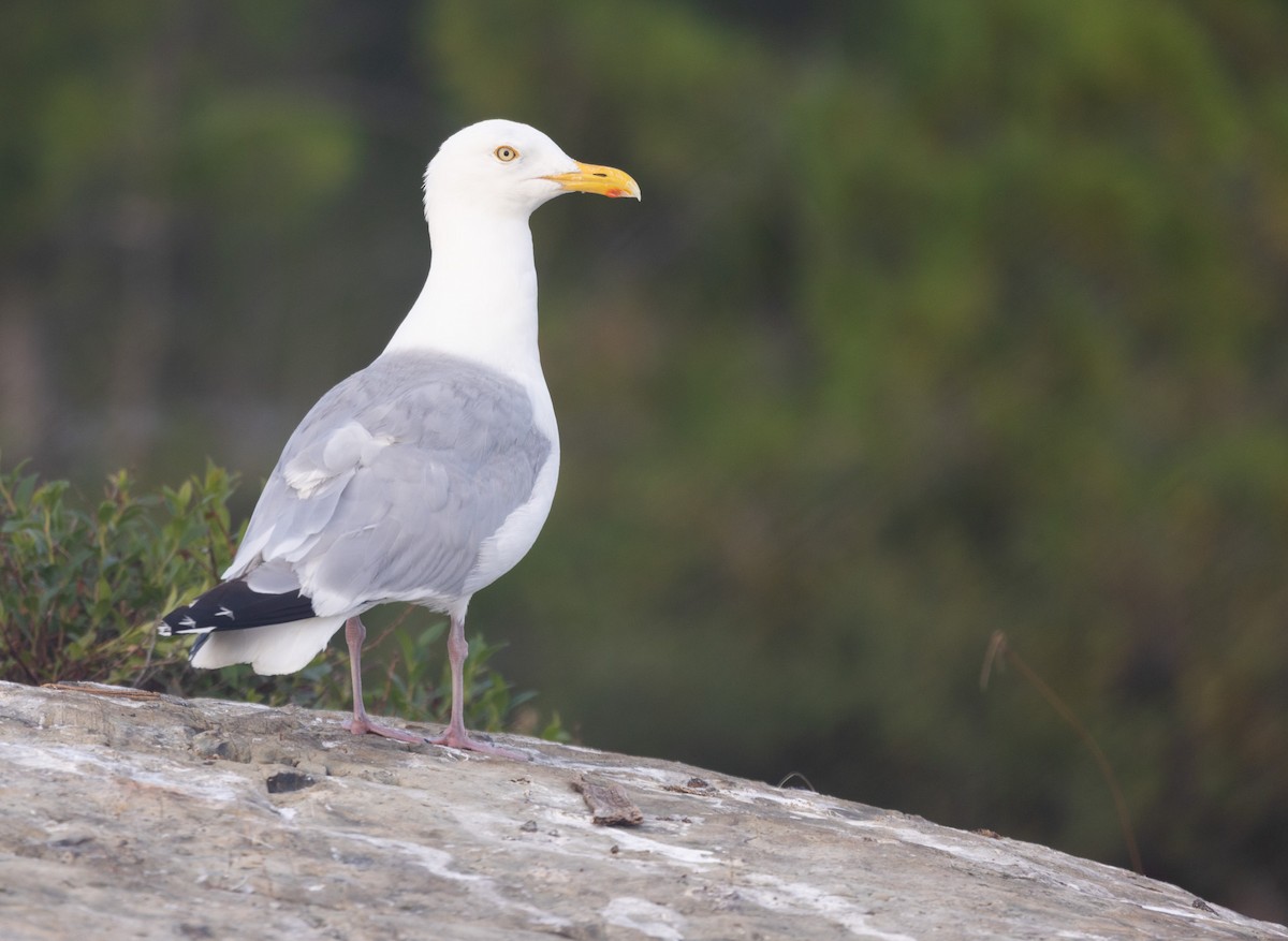 American Herring Gull - ML640442600
