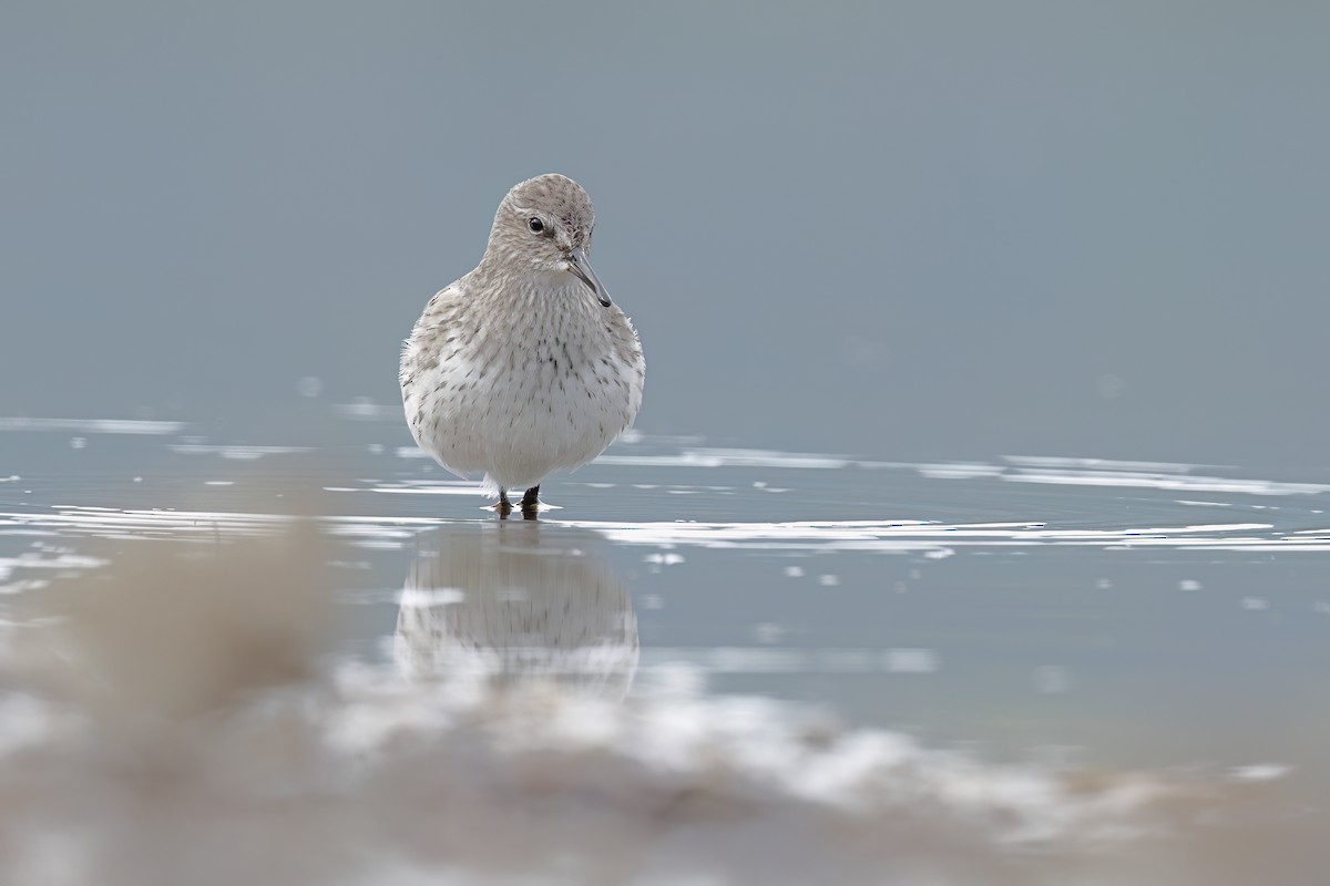 White-rumped Sandpiper - ML640442620