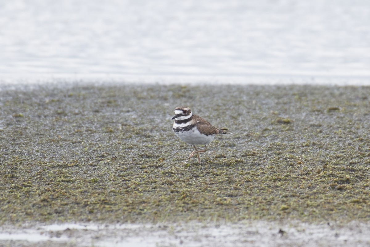 Killdeer - ML640442621