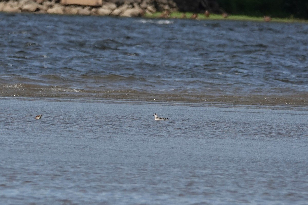 Red-necked Phalarope - ML640442629