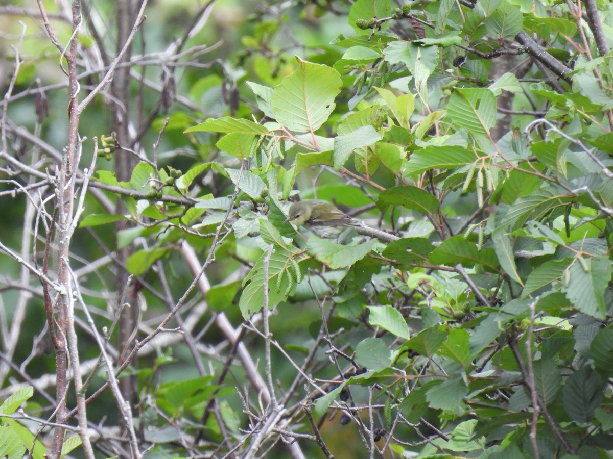 Tennessee Warbler - ML640442630