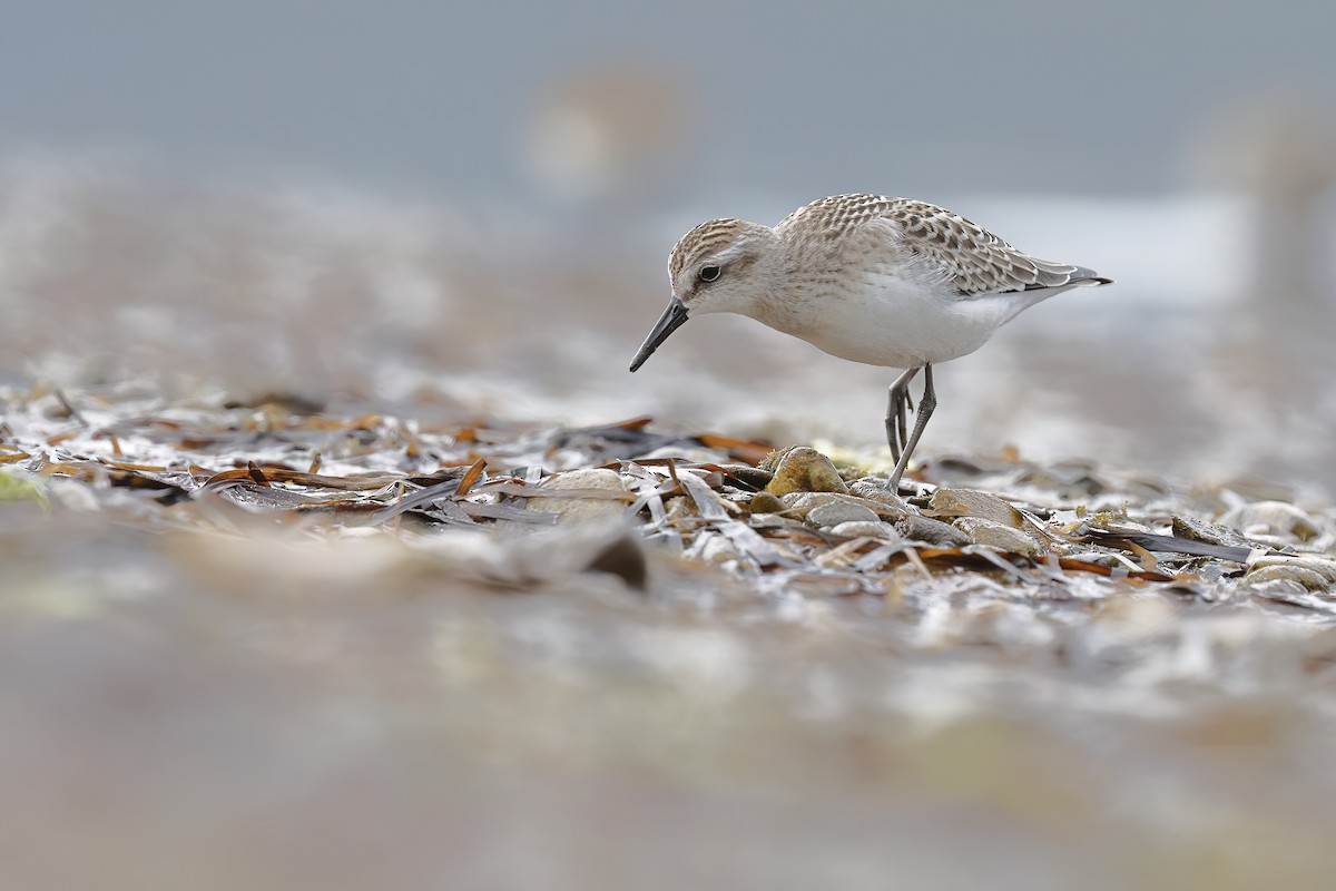 Semipalmated Sandpiper - ML640442634