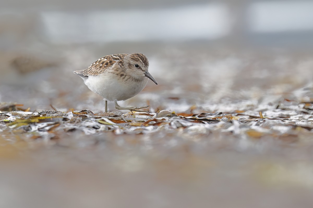 Least Sandpiper - ML640442657