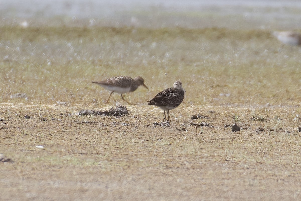 Pectoral Sandpiper - ML640442658