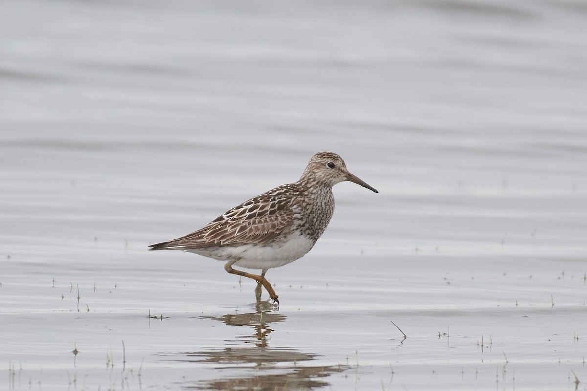 Pectoral Sandpiper - ML640442659