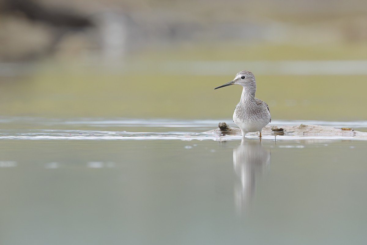 Lesser Yellowlegs - ML640442667