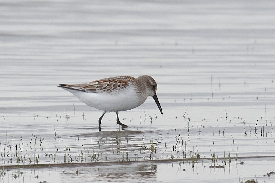 Western Sandpiper - ML640442674