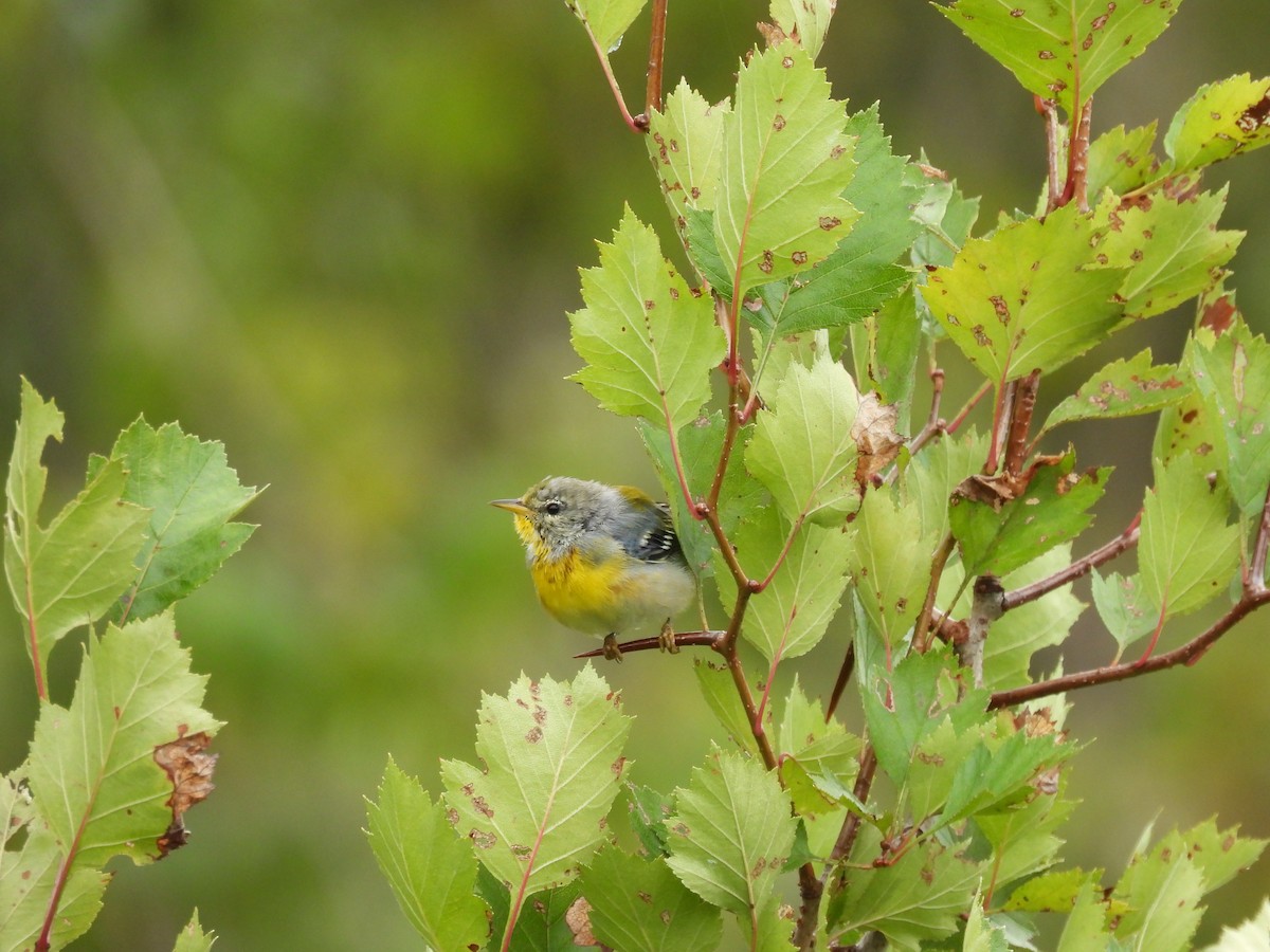 Northern Parula - ML640442717