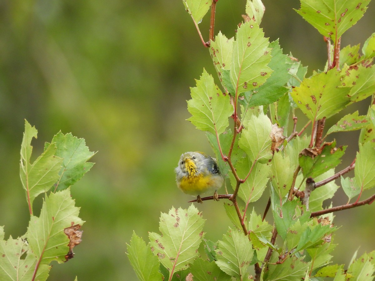 Northern Parula - ML640442719