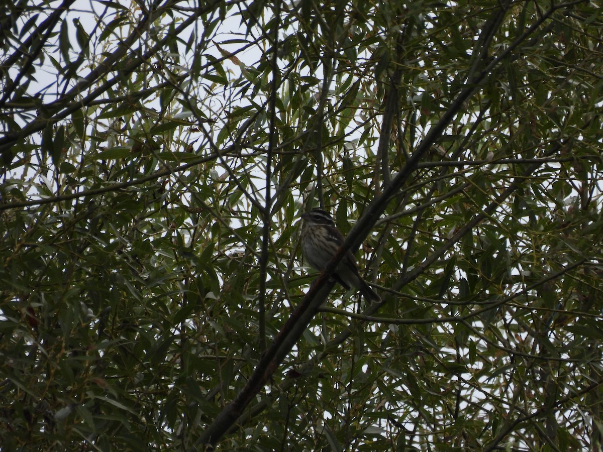 Rose-breasted Grosbeak - ML640442740