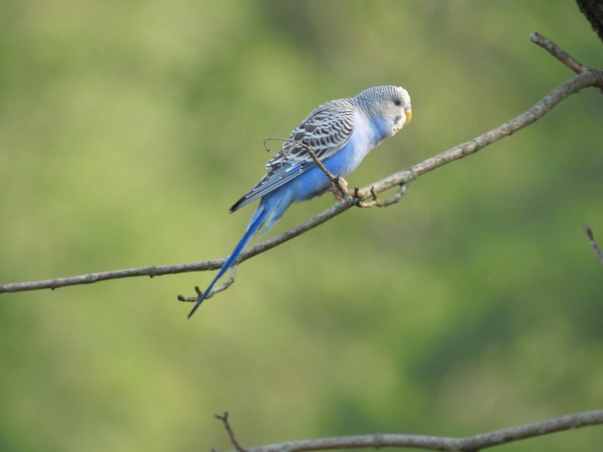 Budgerigar - ML640442768