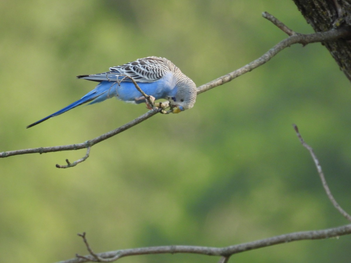 Budgerigar - ML640442769