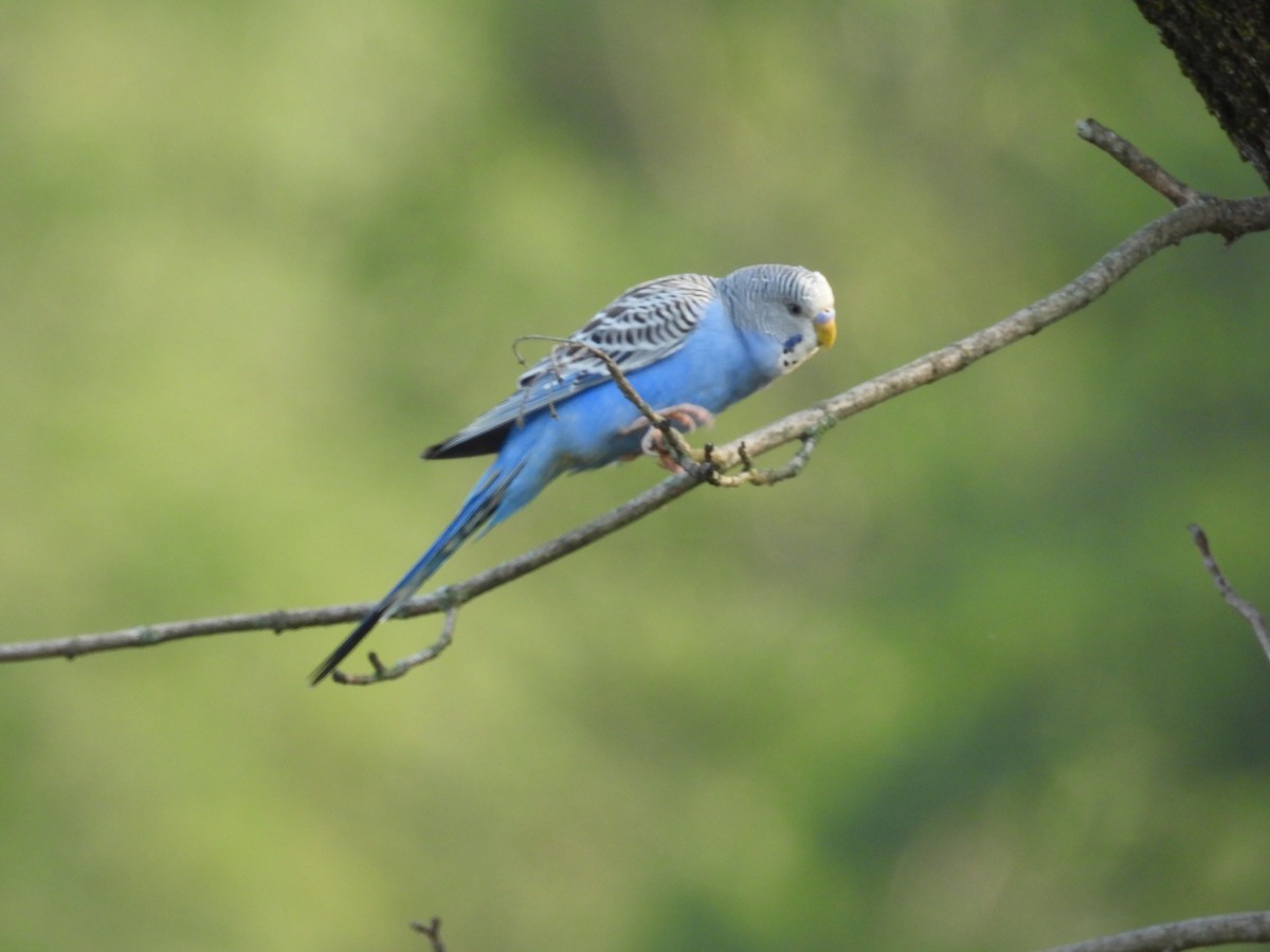 Budgerigar - ML640442772