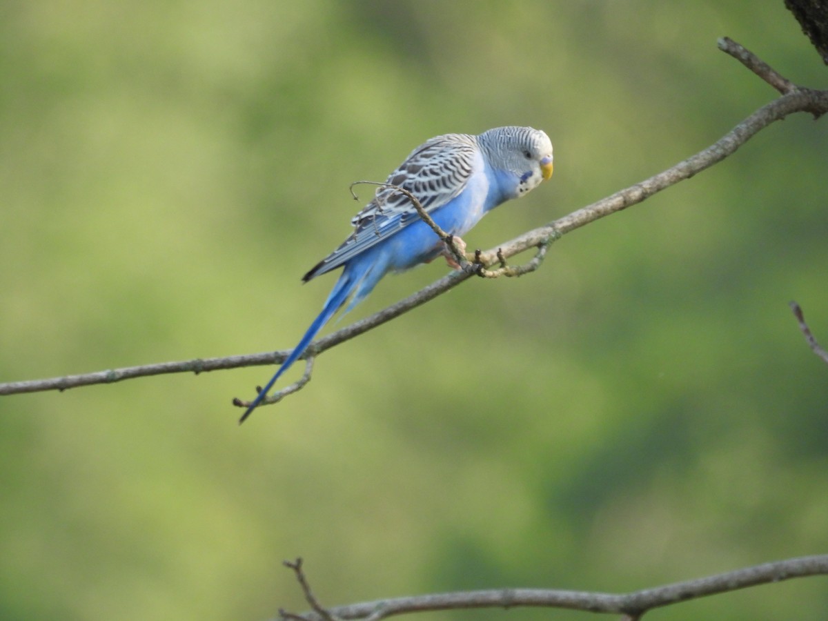 Budgerigar - ML640442773