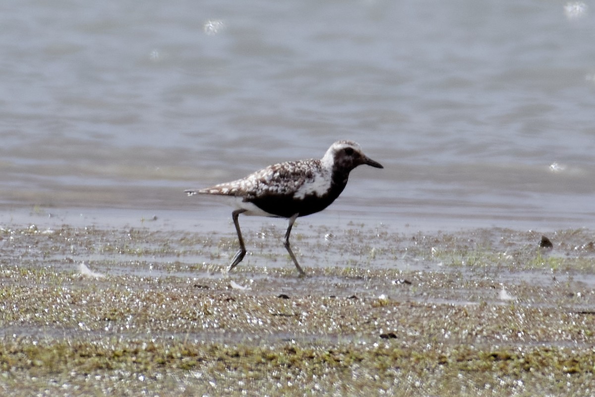 Black-bellied Plover - ML640442780