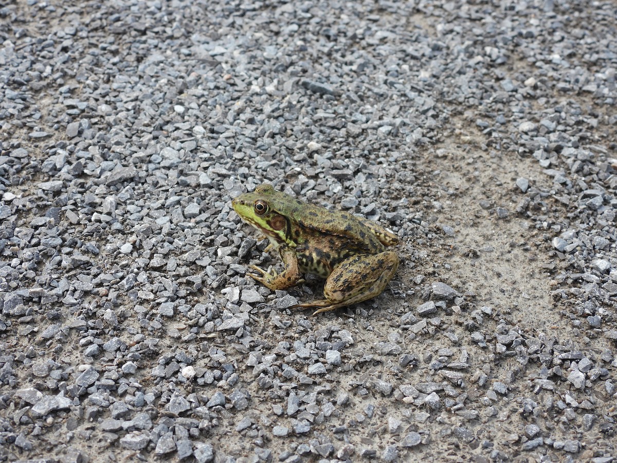 Green Frog - ML640442826