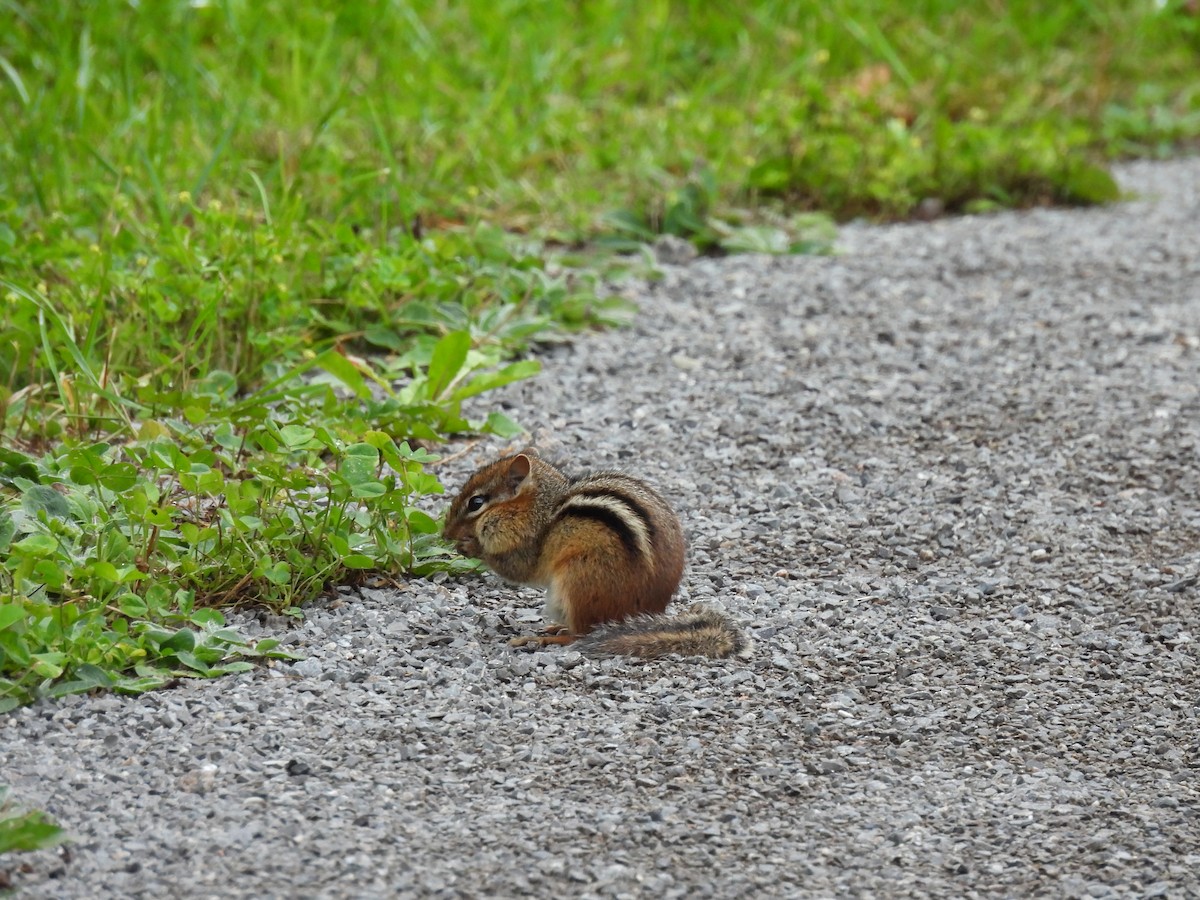 Eastern Chipmunk - ML640442833