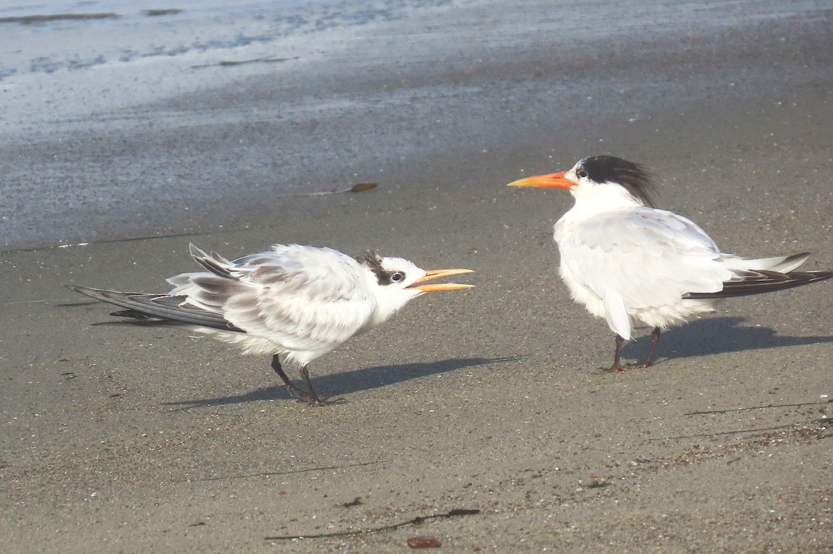Elegant Tern - ML640442888