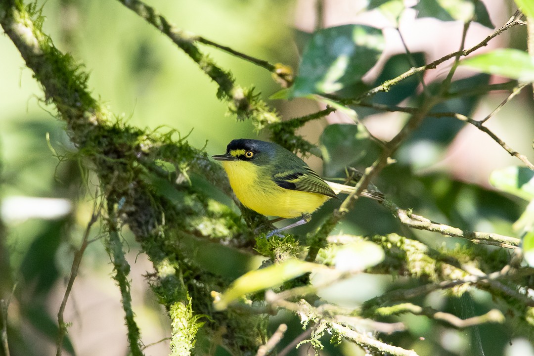 Gray-headed Tody-Flycatcher - ML640443007