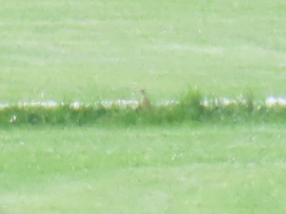 Upland Sandpiper - ML640443010