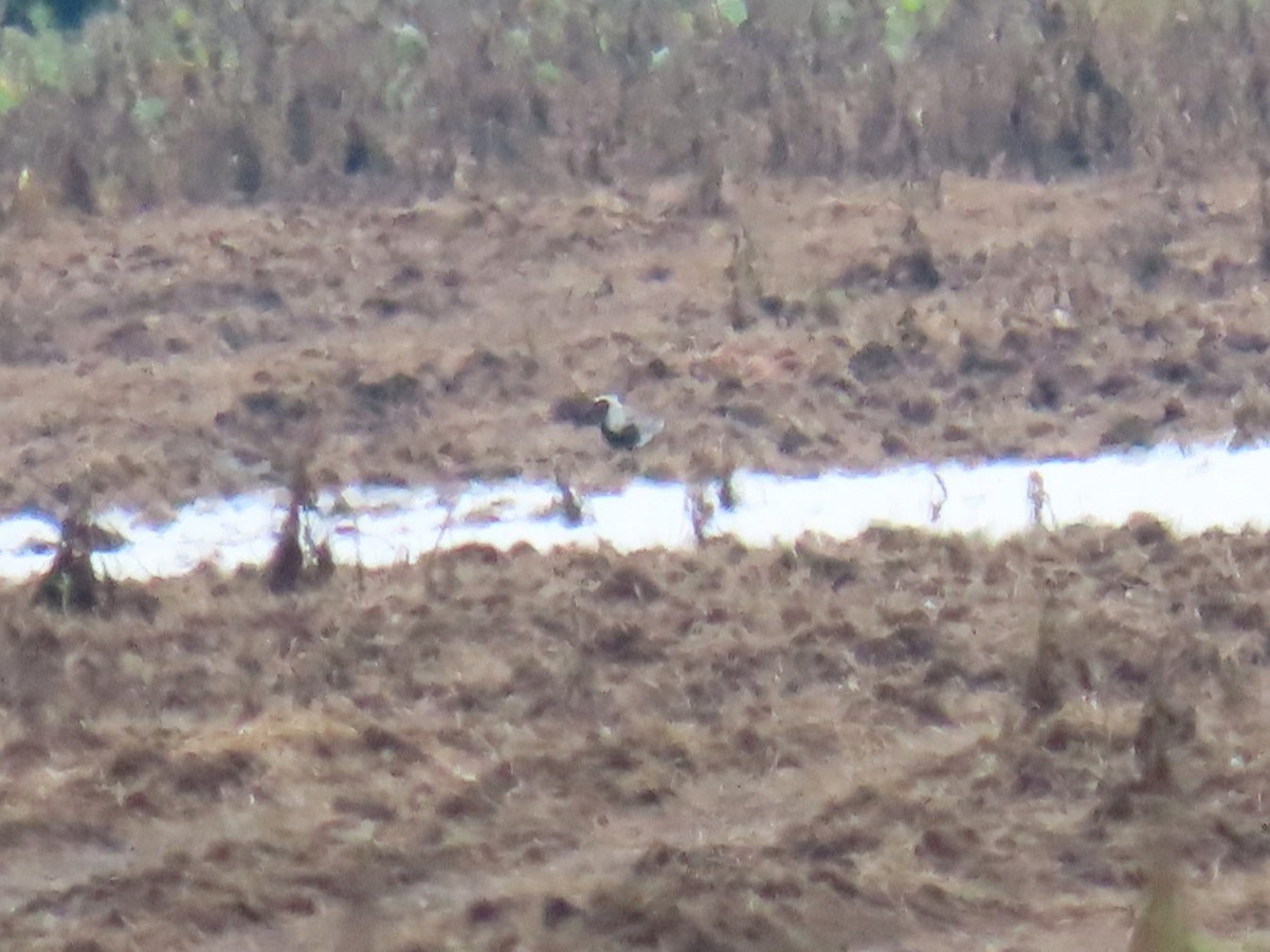 Black-bellied Plover - ML640443036