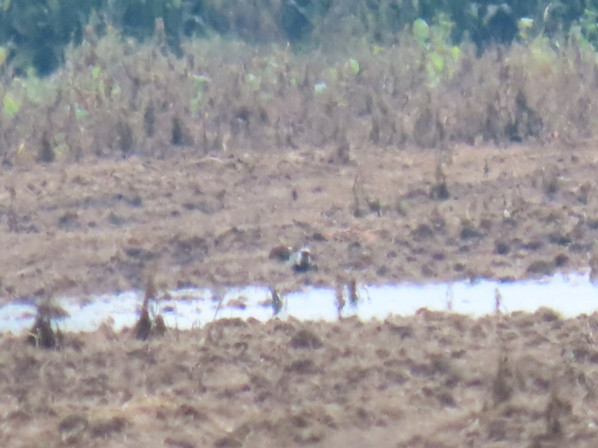 Black-bellied Plover - ML640443037