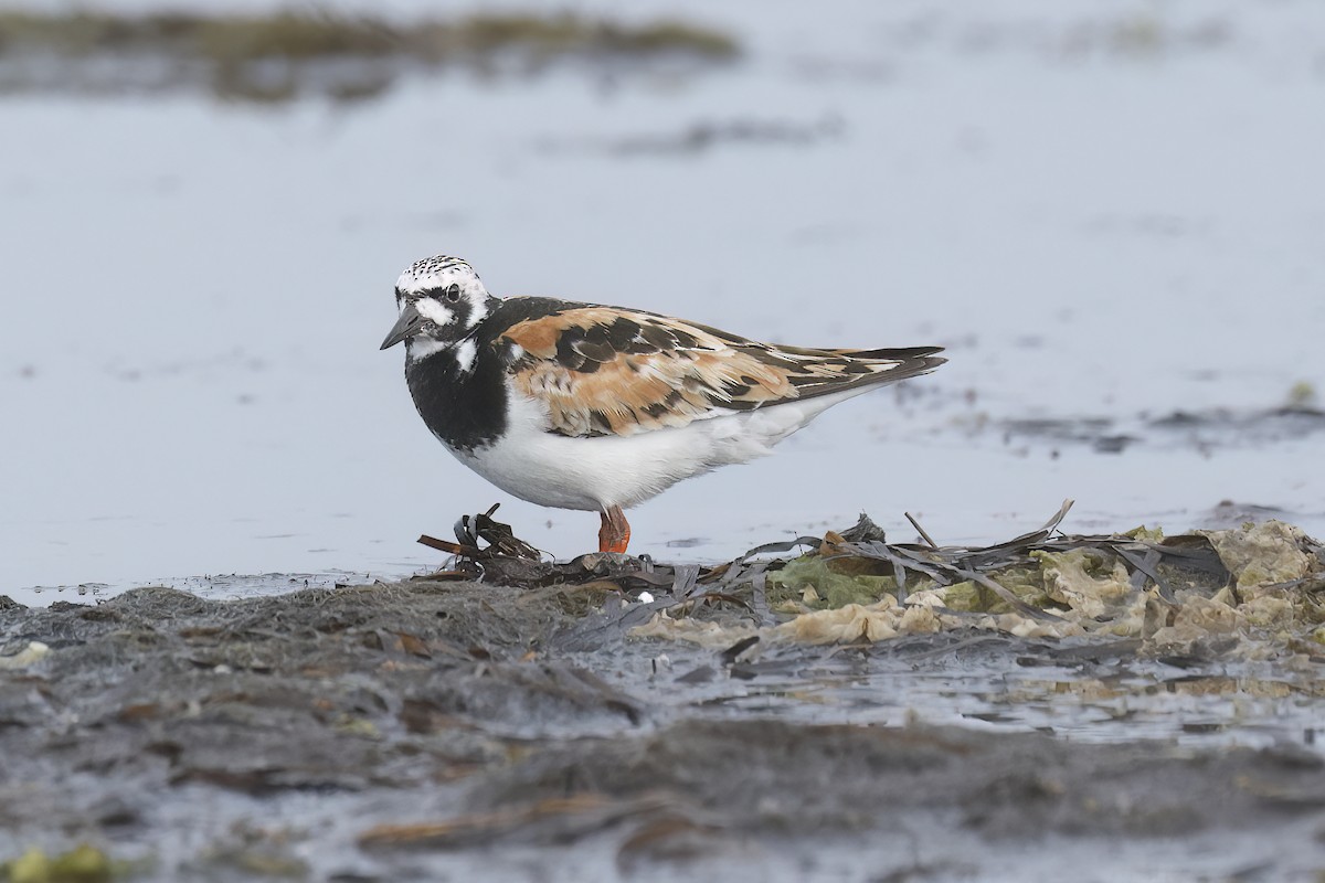 Ruddy Turnstone - ML640443045