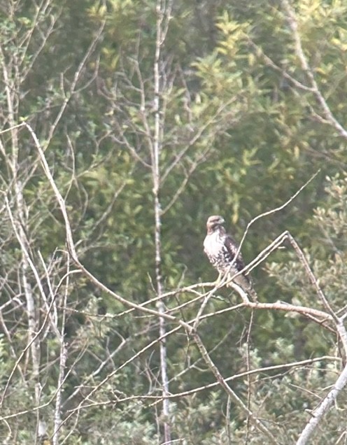 Red-tailed Hawk - ML640443048