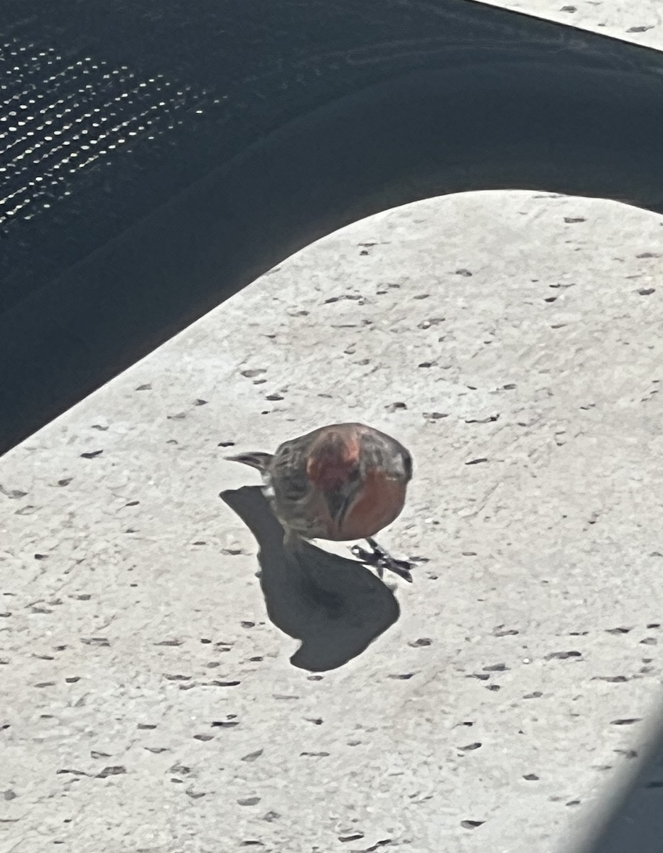 House Finch - ML640443094