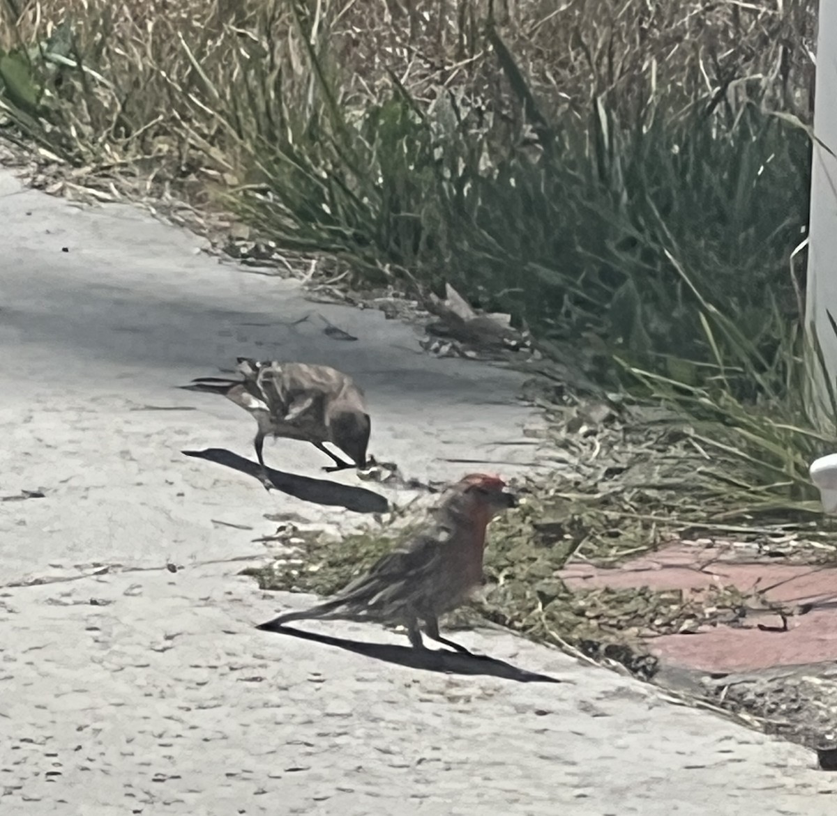 House Finch - ML640443099