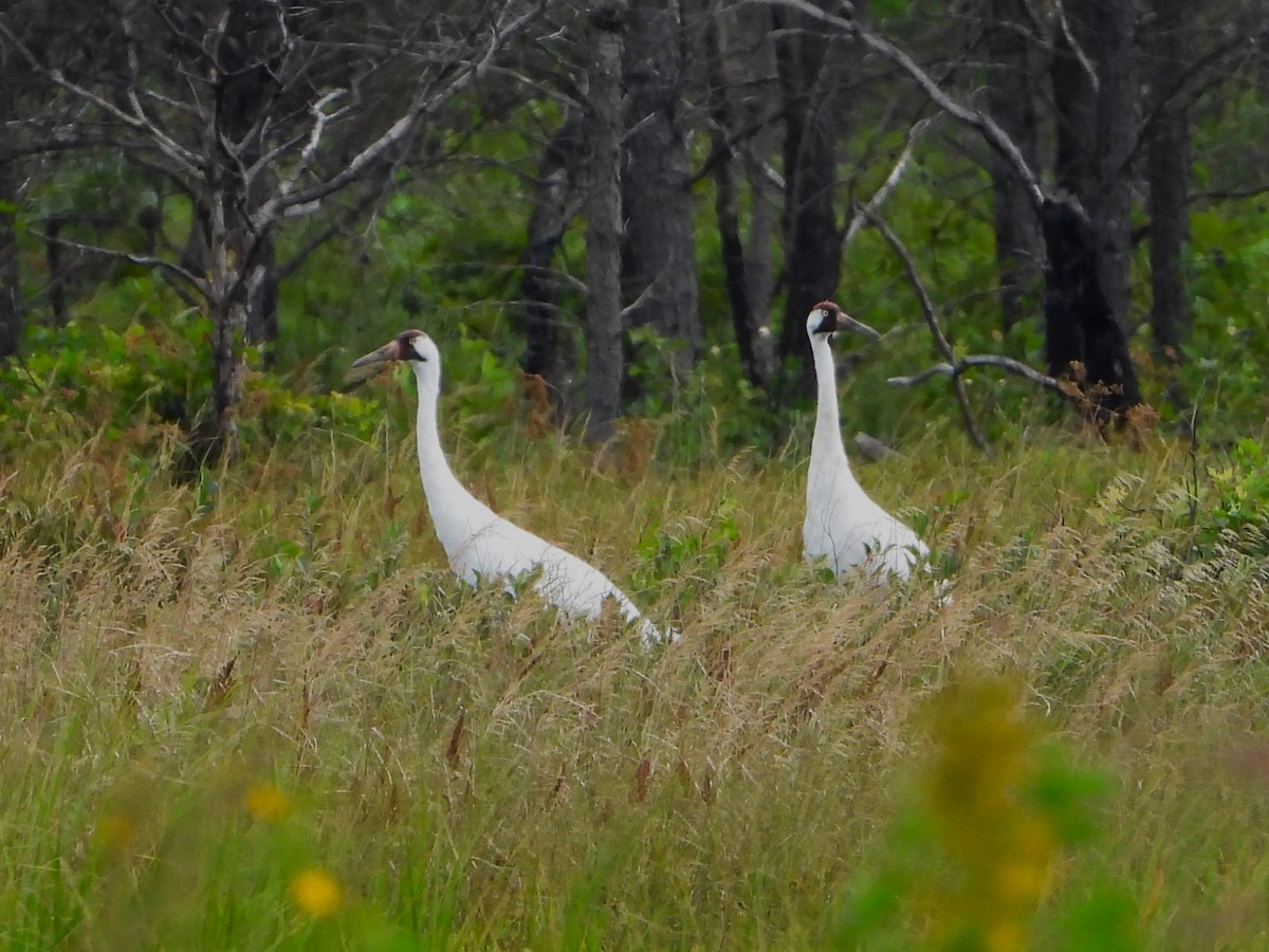 Whooping Crane - ML640443177