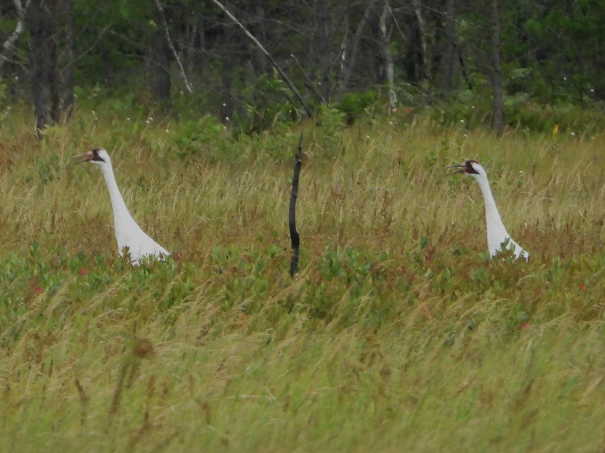 Whooping Crane - ML640443178