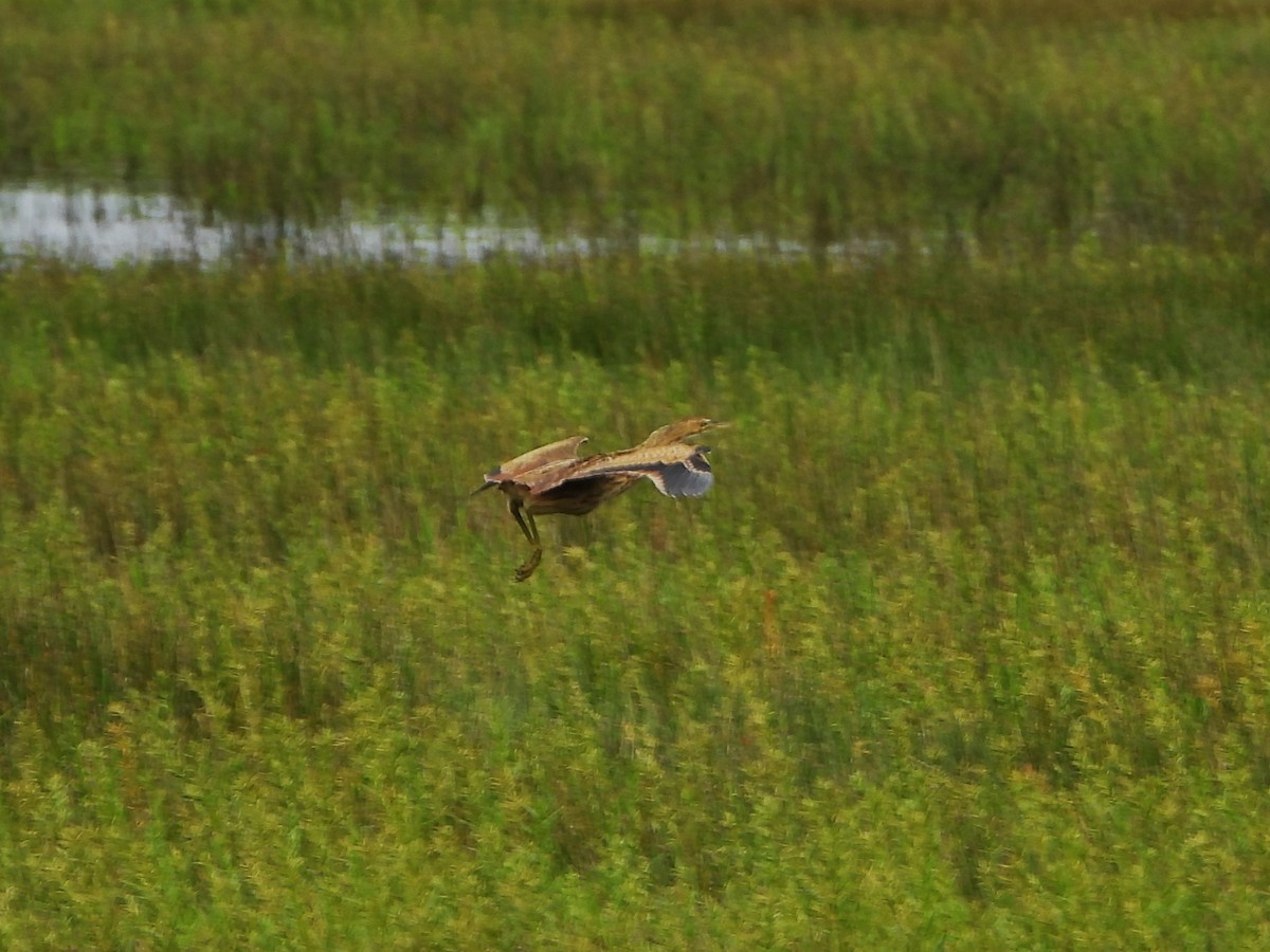 American Bittern - ML640443196
