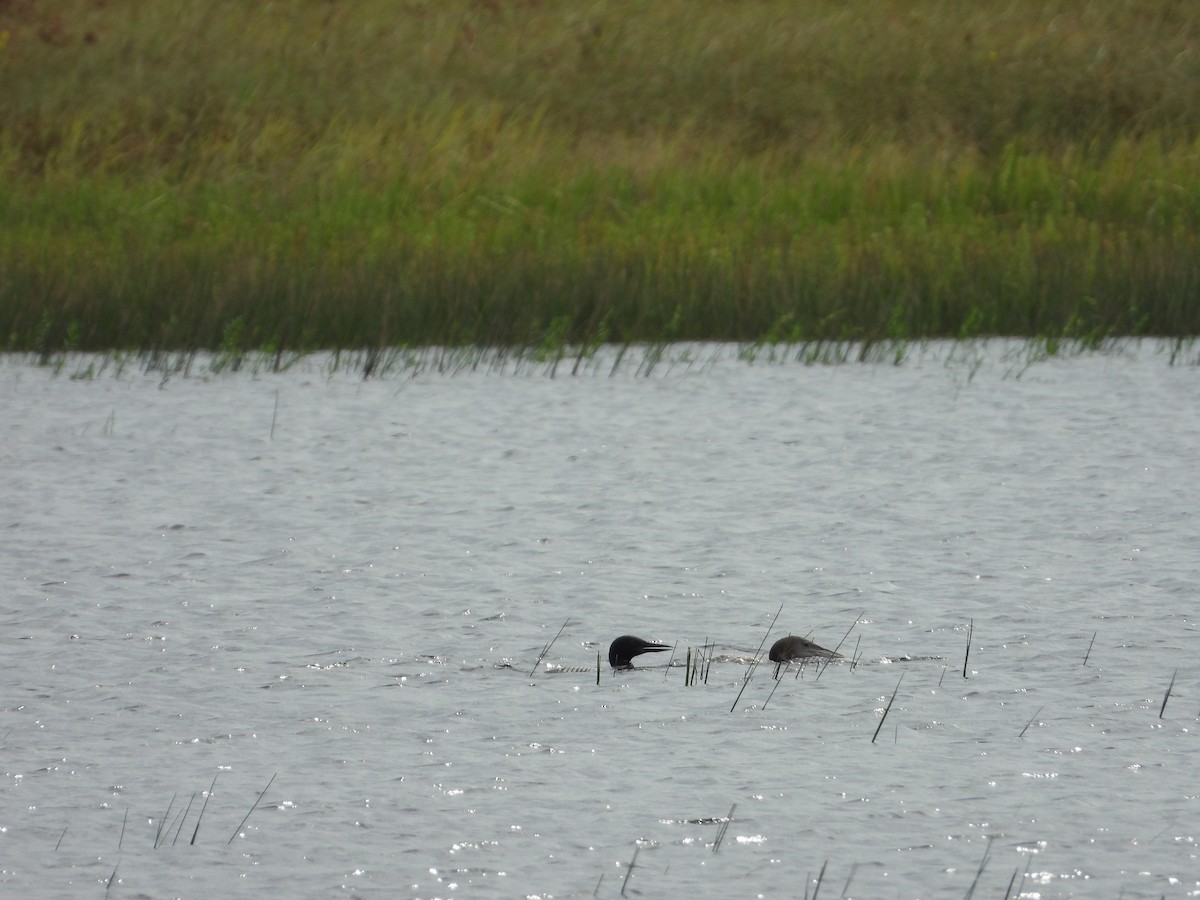 Common Loon - ML640443233