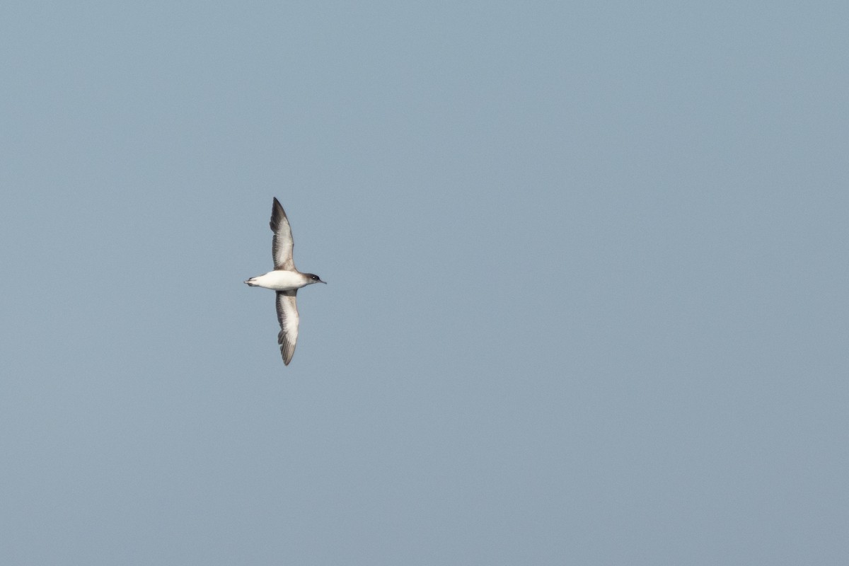 Fluttering Shearwater - ML640443251