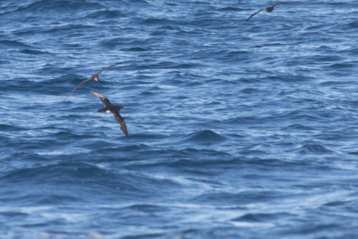 Fluttering Shearwater - ML640443257