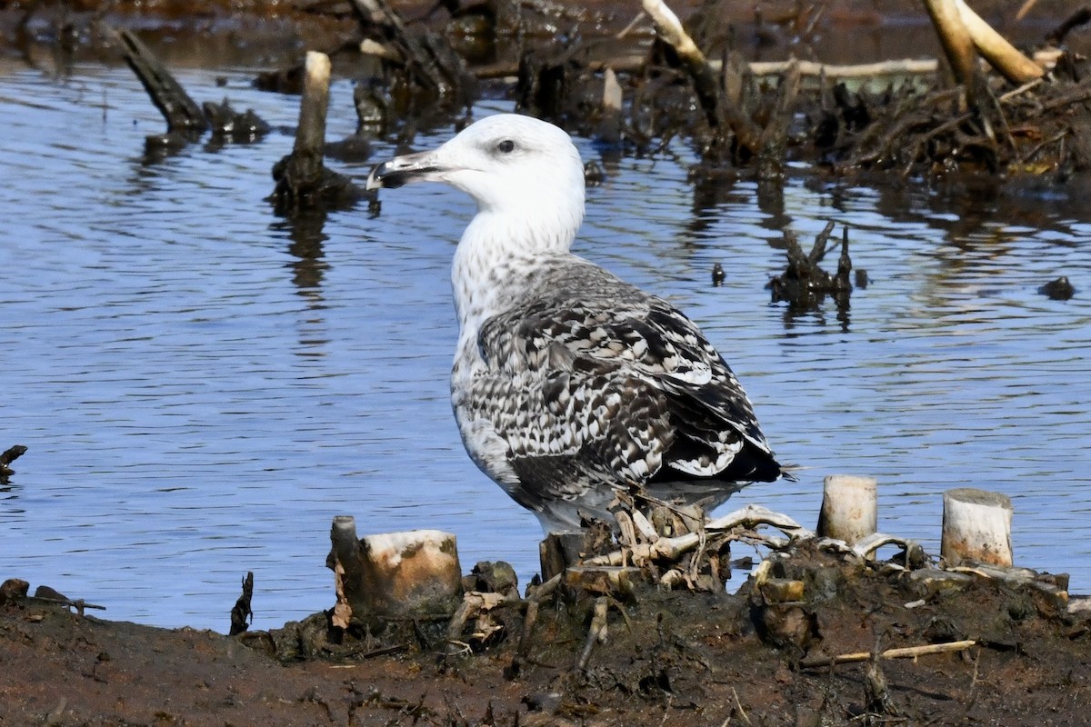 Gavión Atlántico - ML640443307