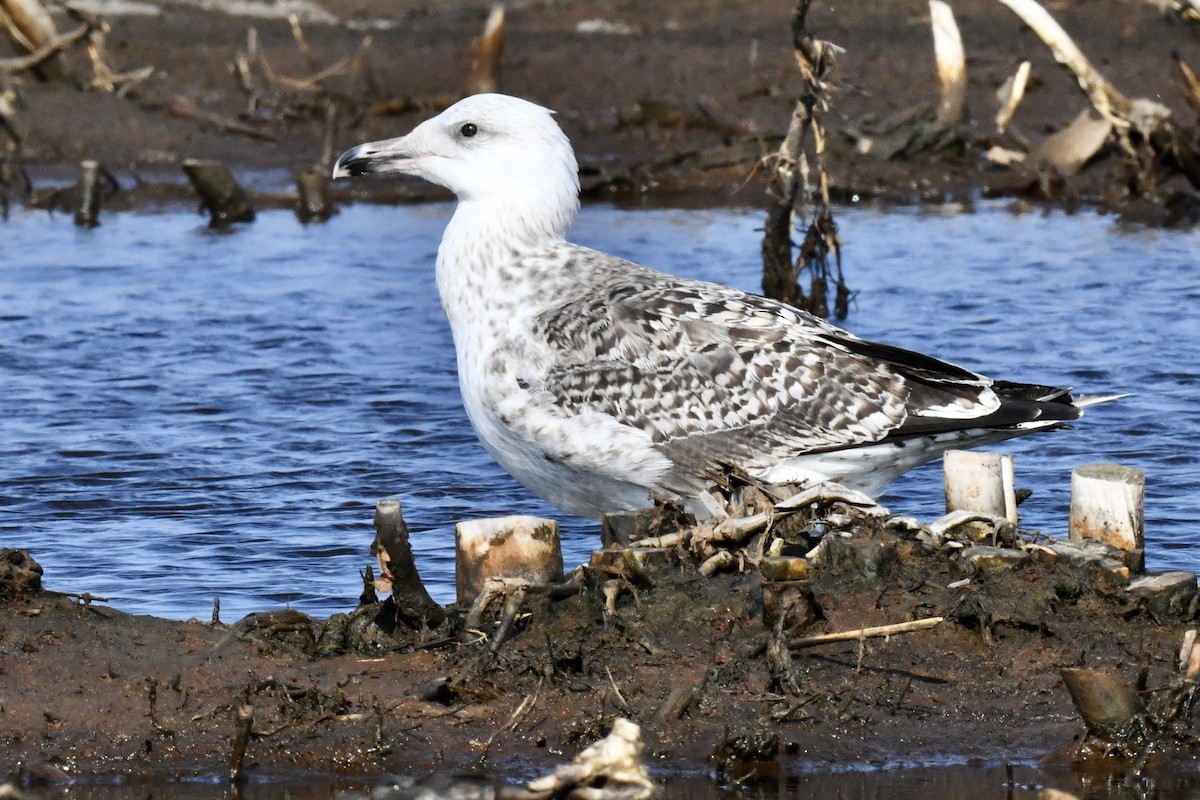Gavión Atlántico - ML640443329