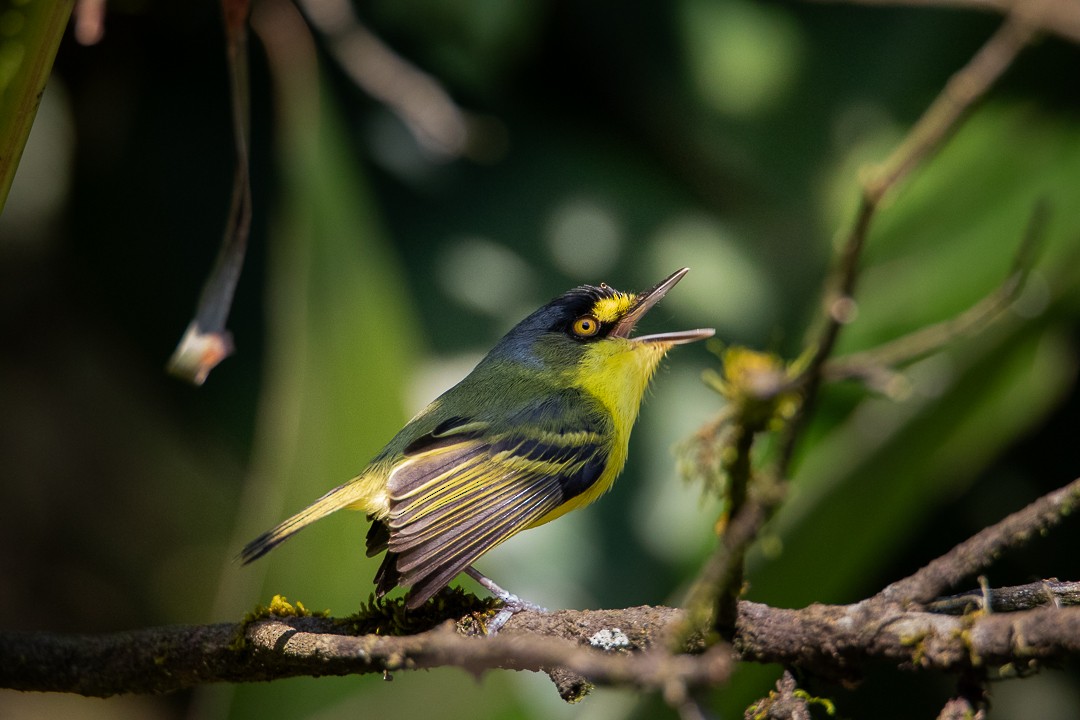 Gray-headed Tody-Flycatcher - ML640443355