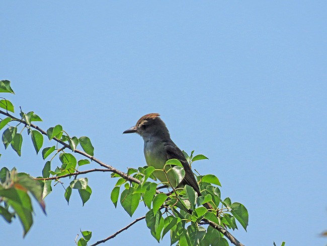 Great Crested Flycatcher - ML640443416