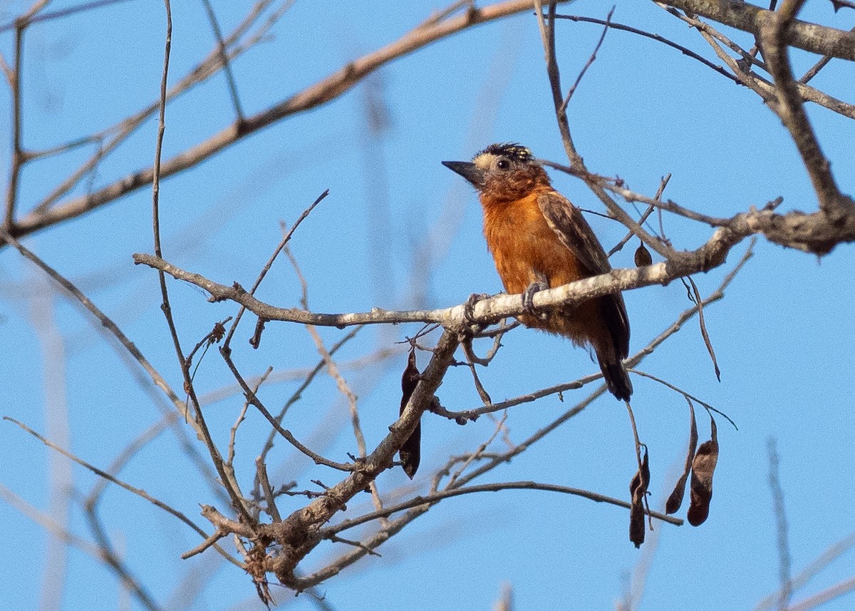 Chestnut Piculet - ML640443427