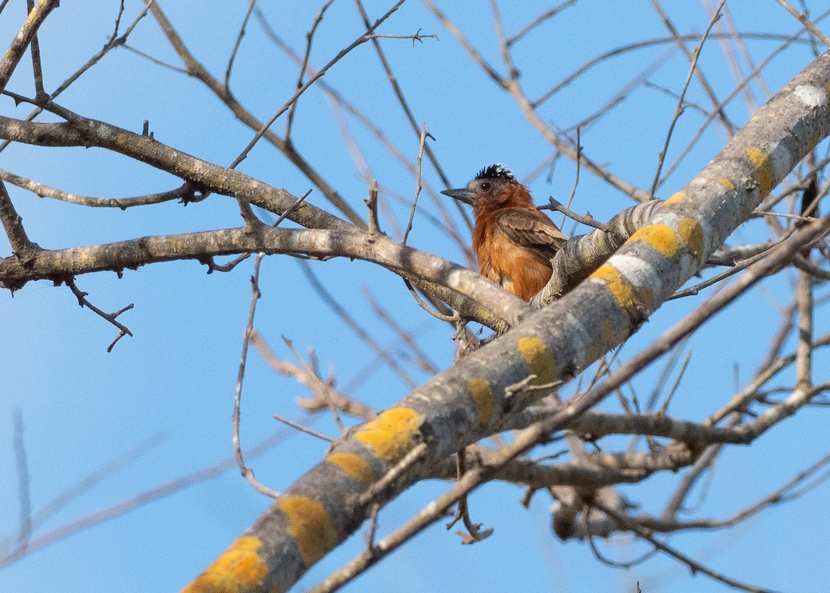 Chestnut Piculet - ML640443428