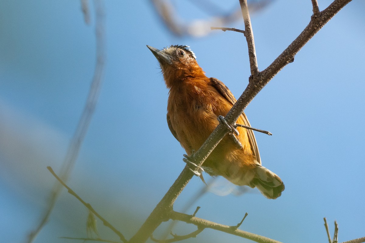 Chestnut Piculet - ML640443429
