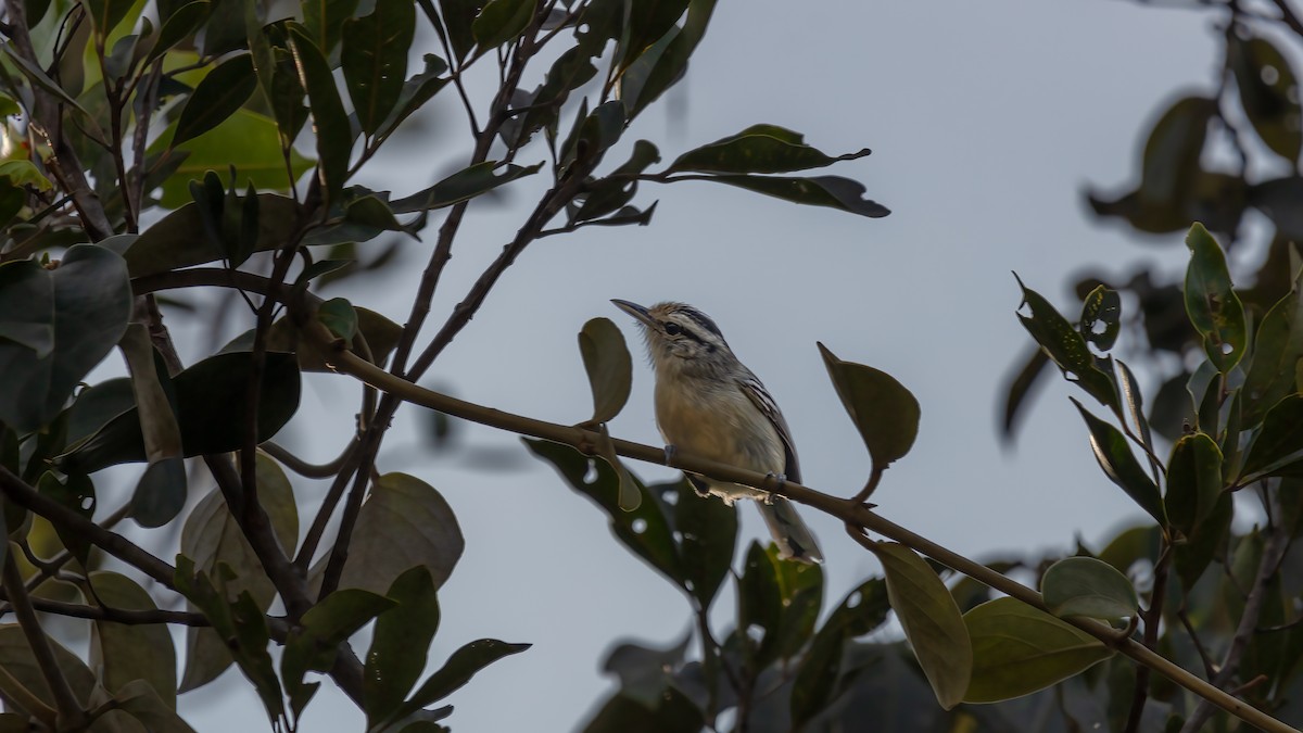 Black-capped Antwren - ML640443460