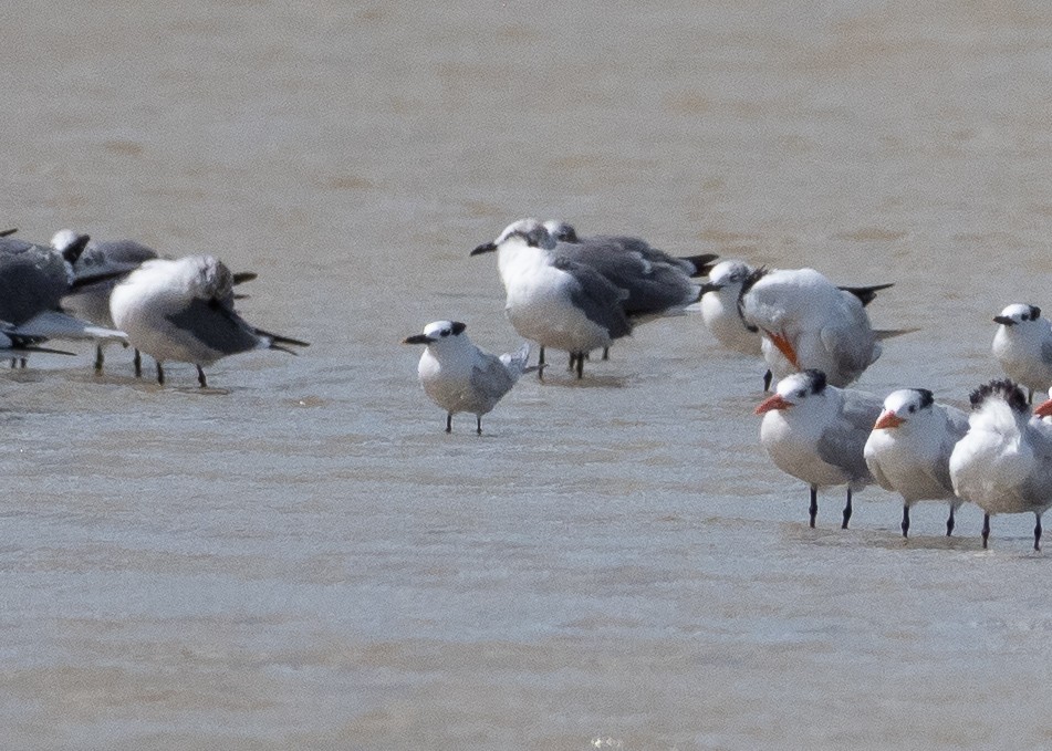 rybák severní - ML640443501